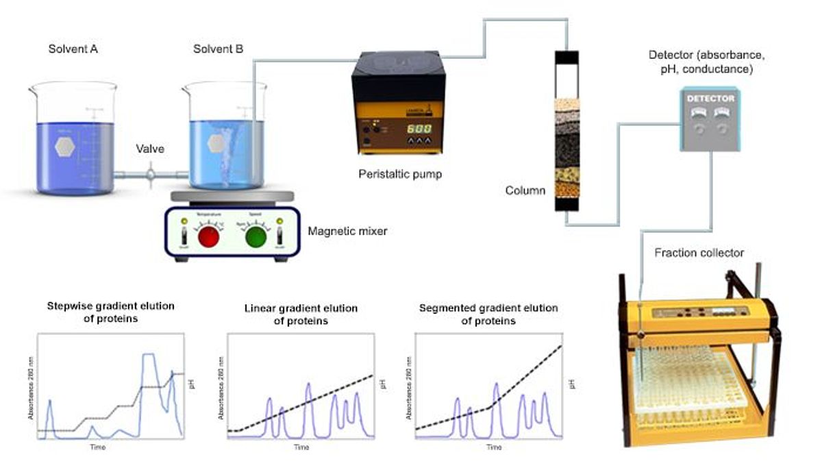 LAMBDA peristaltic pumps for gradient elution in liquid chromatography