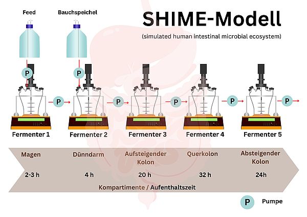 ereinfachtes Schema zur Darstellung des fünfstufigen kontinuierlichen SHIME-Modells mit fünf LAMBDA MINIFOR Reaktoren als Kompartimente